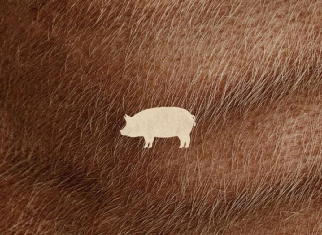 Pig_Illustration