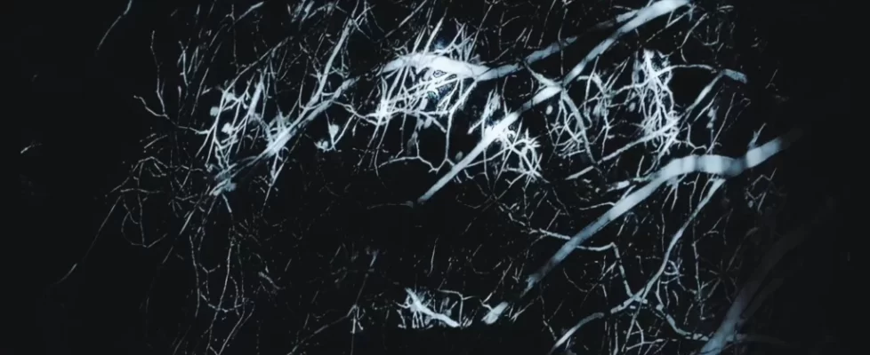 Evanouis_illustration