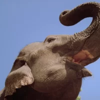 Les_Films_Maudits_Alejandro_Jodorowsky_03