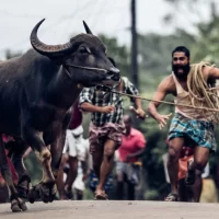 Jallikattu_05 Jallikattu_05