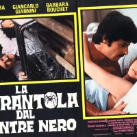 La_Tarentule_au_ventre_noir_06 La_Tarentule_au_ventre_noir_06