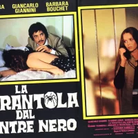 La_Tarentule_au_ventre_noir_07 La_Tarentule_au_ventre_noir_07