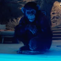 Primate_04