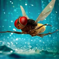 Eega_04