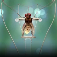 Eega_05 Eega_05