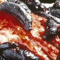 Slugs_06 Slugs_06